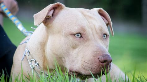 May 3, 2023 · They have a reputation for having aggressive tendencies, but they are also one of the most loyal and beautiful dog breeds. Pitbulls come in a wide range of sizes and colors. Among these colors, one of the most sought-after and breathtaking is Blue Fawn. Blue Fawn is a homozygous gene that leaves the Pitbull with a silvery blue coat and a red nose. . 