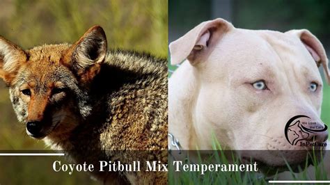 Pitbull coyote mix. Often seen as a ferocious breed, the Pitbull Bulldog Mix is a misunderstood and a misrepresented dog that deserves to have its name cleared. In what is actually a very loyal compan... 
