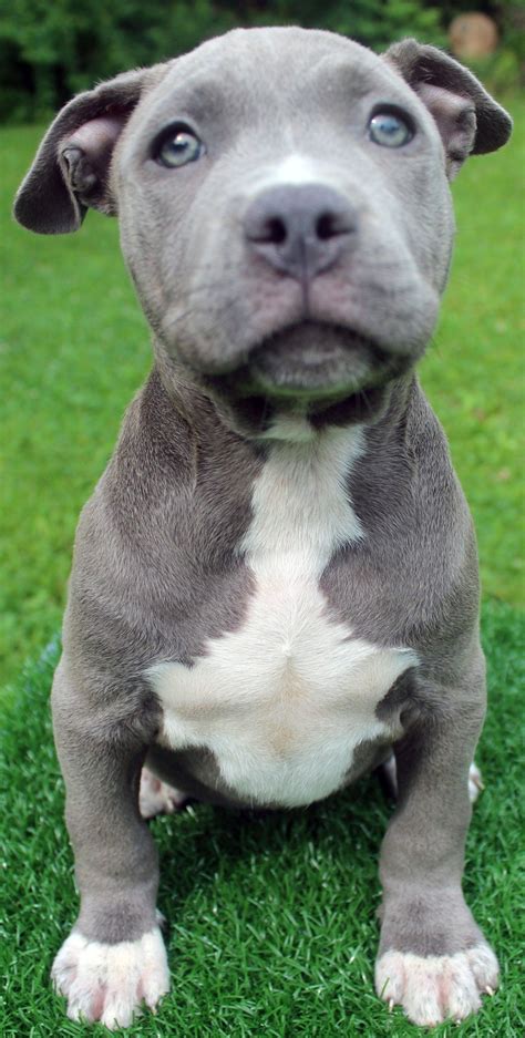 We have blue nose pitbull puppies and red nose pitbull puppies with big heads, big necks, strong bodies, and, absolutely, BIG HEARTS ready for adoption. We also have tri-color American bully puppies for sale, blue merle pitbull puppies, champagne XL bully puppies, and lilac tri pitbull puppies. . 
