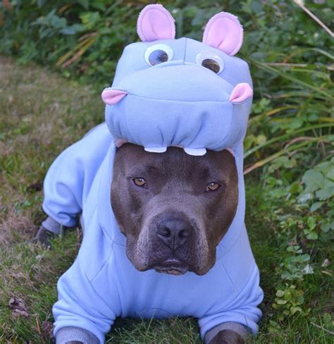 Pitbull dog costumes. Things To Know About Pitbull dog costumes. 
