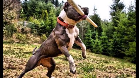 Size: Pit Bulls are a medium-sized breed. Males stand 18-19 inches tall at the shoulder and weigh 35-60 pounds; females stand 17-18 inches tall and weigh 30-50 pounds. Lifespan: 12-14 years. Coat .... 