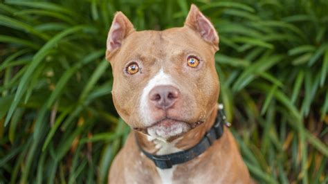 Pitbull ear cropping. The ear cropped in this style is longer than a battle crop because only about two-thirds of the original ear will remain intact. It looks suitable for American Bully and Pitbulls because it doesn ... 