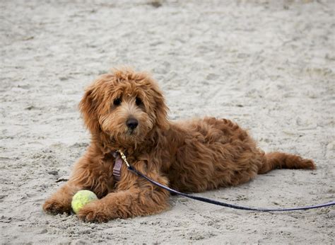 The Goldendoodle is a crossbreed that’s created by mating a Golden Retriever and a Poodle. This well-known, pioneering mixed breed first appeared in the 1990s and has gained in popularity ever since. The Goldendoodle is a medium-sized dog that usually grows to weigh between 30 to 60 pounds when full-grown.. 