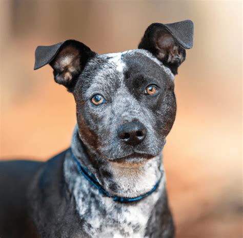 Meet Bruno, a Pit Bull Terrier & Austra