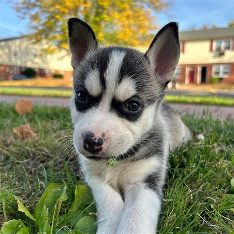 Pitbull husky mix puppy price. .  <a href=https://usergatebot2025.ru/cjxak...