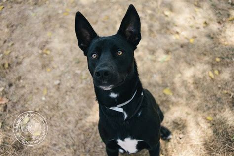 This mix is a medium-sized dog that can average 26 to 60 pounds (12 kg to 27 kg) and grows to be about 17 to 22 inches in height (43 cm to 56 cm). Females are usually shorter than males and also weigh less. Coat Color. The Border Collie Pitbull mix can come in a wide variety of colors. The most common colors are brindle, blue, merle, red, red .... 