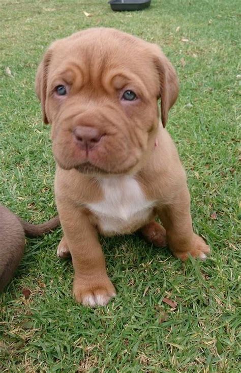 Pitbull mastiff mix puppies for sale. Pitbull dogo Argentino mix puppies 7 weeks old $350 Victorville, California Argentine Dogo Puppies. AKC REGISTERED ... Dogo argentino puppies (Argentine mastiff) $1,300 Columbia, ... Puppies for sale mixed breed Lansing Charter Township, Michigan Argentine Dogo Puppies. 