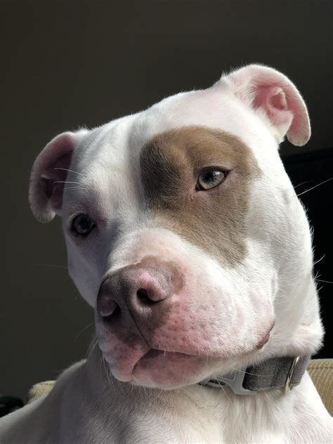 Pitbull mixes. Feb 5, 2020 ... Teaching a High Energy Pitbull mix to Sit to Ask For Attention ... For this Omaha dog training session we worked with a super-high energy 6 year- ... 