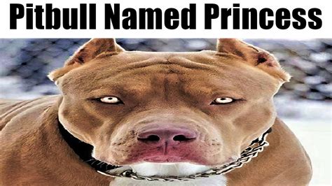 Pitbull named princess: - YouTube