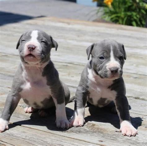 25 cute Staffordshire Bull Terrier puppies for sale in Ohio | Good Dog. Purebred. Afghan Hound. Airedale Terrier. Akbash. Akita.