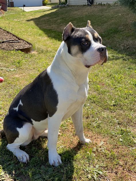 Pitbull puppies for sale in charlotte nc. For Sale "puppies" in Charlotte, NC. see also. German Shephard puppies. $400. Mt. Pleasent, NC ... American Pitbull Puppies For Sale Last 2 Females. $350. Charlotte 