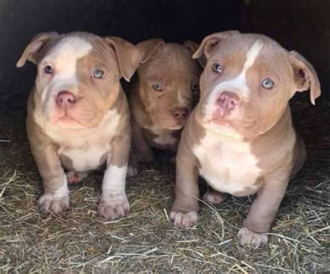 American Pitbull Terriers. 4/23 · Phoenix. $200. • •. Pitbull pup