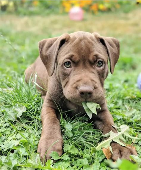 Pitbull puppies mixed with lab. Things To Know About Pitbull puppies mixed with lab. 