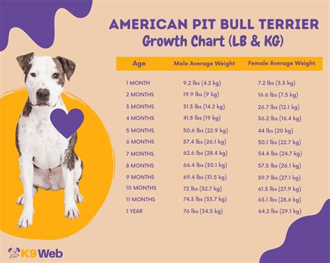 The Stages of Puppy Growth and Development Month by Month. The following are the stages of puppy growth and development, starting at birth and ending when your dog reaches adulthood. 1. The Neonatal Stage (0 to 2 weeks) This is the newborn puppy growth stage that lasts until two weeks of age. At this developmental stage, puppies are blind and deaf.. 