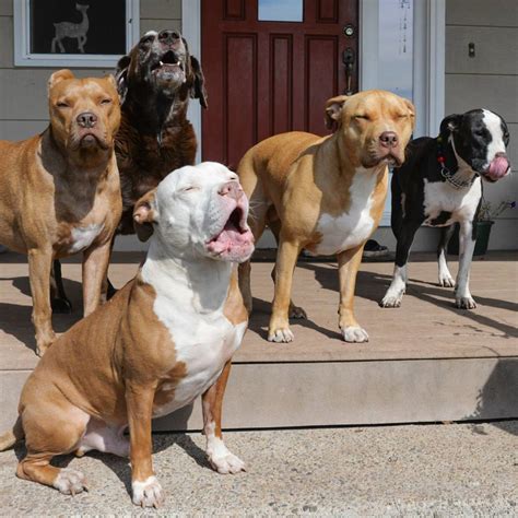 Pit Bulls: The Most Misunderstood Dog. Pitbulls 