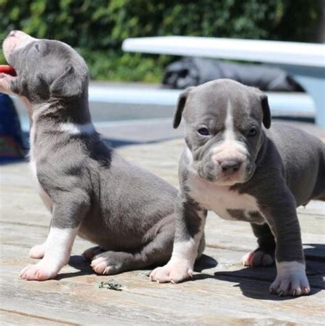How much do American Pit Bull Terrier puppies cos