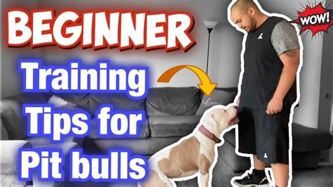 Pitbull training. When you first get a pit bull, you need to Teach your pit bull this first! Obedience training needs to start in the puppy phase starting day 1. Training a pi... 
