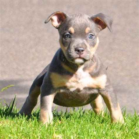 A great example of a tri-carrier dog is Triple Champion King Louii. King Louii is a lilac colored dog, and does not show any tri colors at all. But if King Louii is bred to a female that is tri, they can produce full tri-colored puppies. Tri Carrier means a dog has a single copy of the Tan Point trait (heterozygous).
