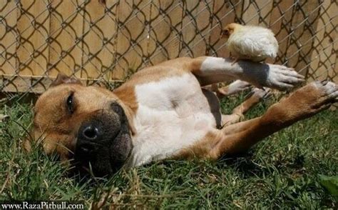 Pitbull video chicks. .  ...