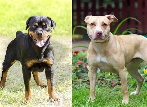 Pitbull vs rottweiler comparison. Rottweiler Overview. In many ways, the Rottweiler is similar to the Cane Corso. The main difference is that Rottweilers have more energy and more bubbly personalities. Rottweilers are best for ... 