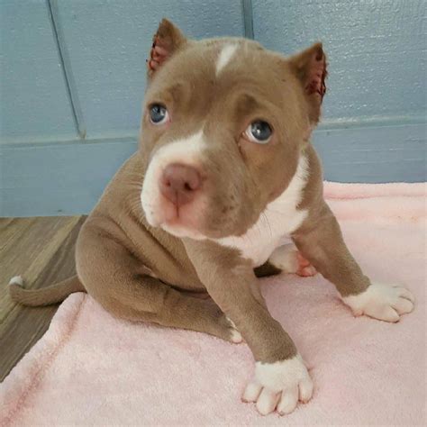 Pitbulls for adoption near me. Things To Know About Pitbulls for adoption near me. 