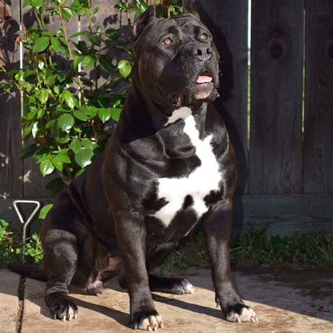 Pitbulls in houston tx. Pit Bull Rescue Information: The American Pit Bull Terrier is a powerful dog with an undeserved reputation for inherent viciousness. A Pit Bull that receives attention, firm training, and thorough socialization makes a … 