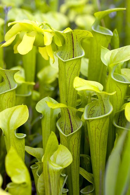 Pitcher Plants: A Guide – Necps