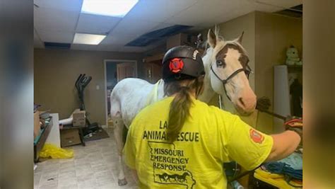 Pivot! Animal rescuers successfully guide horse that fell into Illinois basement