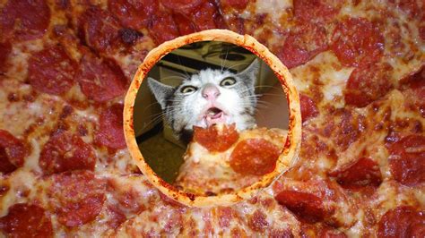 Pizza cat. Feeling Hungry for Pizza Cat 100%. Pizza, chicken, steamed bagel sandwiches & more. Vegetarian, vegan, gluten free & keto options. Home of the midwestern pie. 