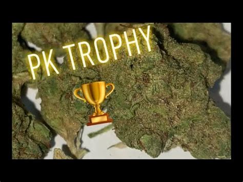 Pk trophy strain. THC: 17% - 18%, CBD: 4 %. Ex Trophy Wife is an evenly balanced hybrid strain (50% indica/50% sativa) created through crossing the powerful Black Russian X Trophy Wife strains. If you're searching for the perfect heady and unfocused hybrid to help you relax after a long and stressful day, Ex Trophy Wife is the lady for you. 