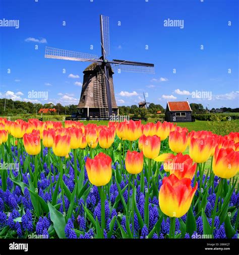 Place the windmill in the flowers. The windmill, one of the most recognizable emblems of the Netherlands, stands tall against the Dutch landscape, a testament to the country’s historic relationship with water and wind.From managing water levels in the low-lying regions to milling grains, the windmill has been an integral part of the Dutch life and landscape for centuries. 