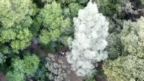 Placer county helicopter activity.  No announcements.  and Meta Platforms Inc.  ...