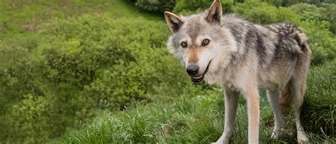 Places To Go And See Wolves In The UK UKs #1 Pet Blog - Time …