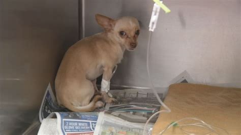 Places for abandoned chihuahuas. Gizmo the rescue Chihuahua. He was abandoned at a veterinary clinic at only 3 weeks old, his owner told Newsweek. Chihuahuas are the second most … 