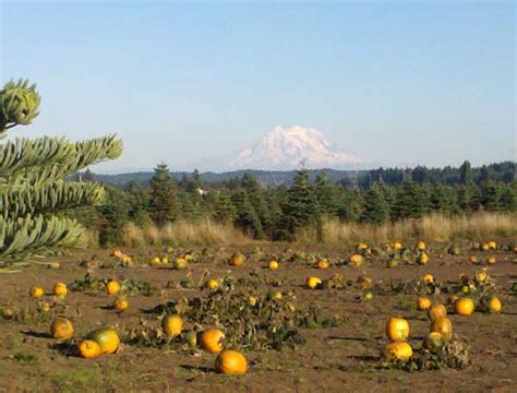 Places to get Pumpkin Patches for University of Washington