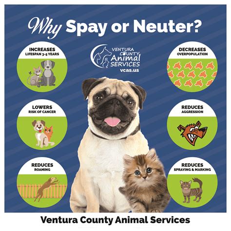Places to neuter a dog near me. Low-cost spay and neuter services: These include programs for low-income pet owners, rescue groups, and community cats ($25 copay for community cats) Wellness Clinics : 2-3 days a week; however, this schedule changes frequently, so … 