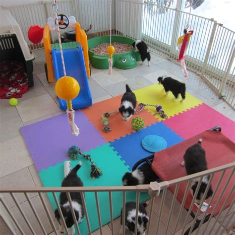 Places to play with puppies near me. Things To Know About Places to play with puppies near me. 