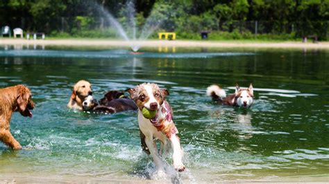 Places to take dogs near me. We are planning a lot more dog water fun as we grow, including a Dock Jumping Competition Standard Dock and Pool, our centre is a trail centre and we are planning to move to larger premises in the very near future. … 