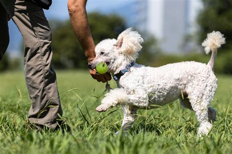 Places to take your dog off-leash in Denver