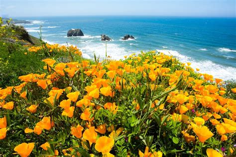 Places to visit in spring in california