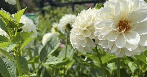 Plan now for a dahlia garden next year, and don’t be intimidated