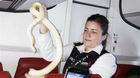 Plane with snakes. Jan 2, 2007 · Snakes on a Plane doesn't take itself too seriously, and moviegoers shouldn't, either. When the snakes begin to spill out into the plane and the mayhem ensues, there is plenty of carnage, but each ... 