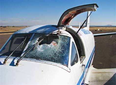 Planes hit birds more than you