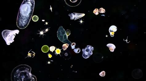 Plankton co to je