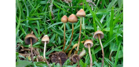 Planning a trip? Oregon’s magic mushroom experiment advances