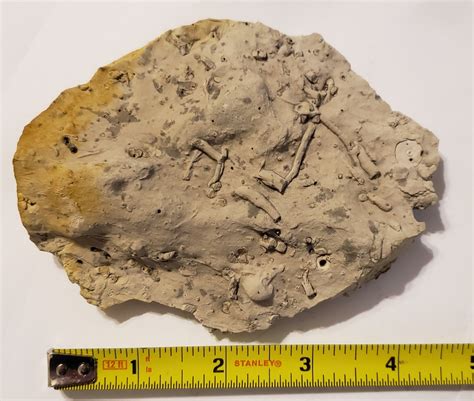 Poleta Formation. The Poleta Formation is a geological unit known for the exceptional fossil preservation in the Indian Springs Lagerstätte, located in eastern California and Nevada. [3]. 