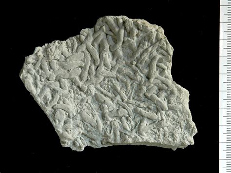 Helicodromites, Nereites, Ophiomorpha, Planolites, Phycodes and Thalassinoides are observed in the marly-limestones and sandstones. The giant trace fossils, located in the lower surface of an indurated sandy marlstone bed of 40-50 cm thickness, are horizontal tubular burrows with a mean diameter of 19 cm reaching a maximum of 32 cm.. 