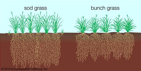 Plant Onlyfans Leak