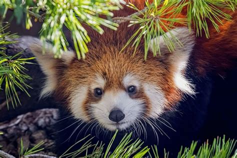 Plant A Red Panda Home - Red Panda Network