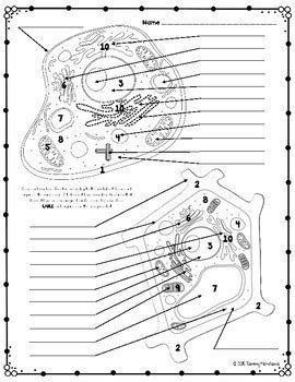 Plant And Animal Cell Coloring Page Answer Key